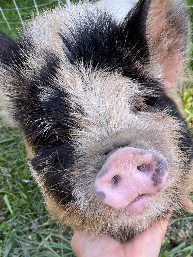 KuneKune Pigs